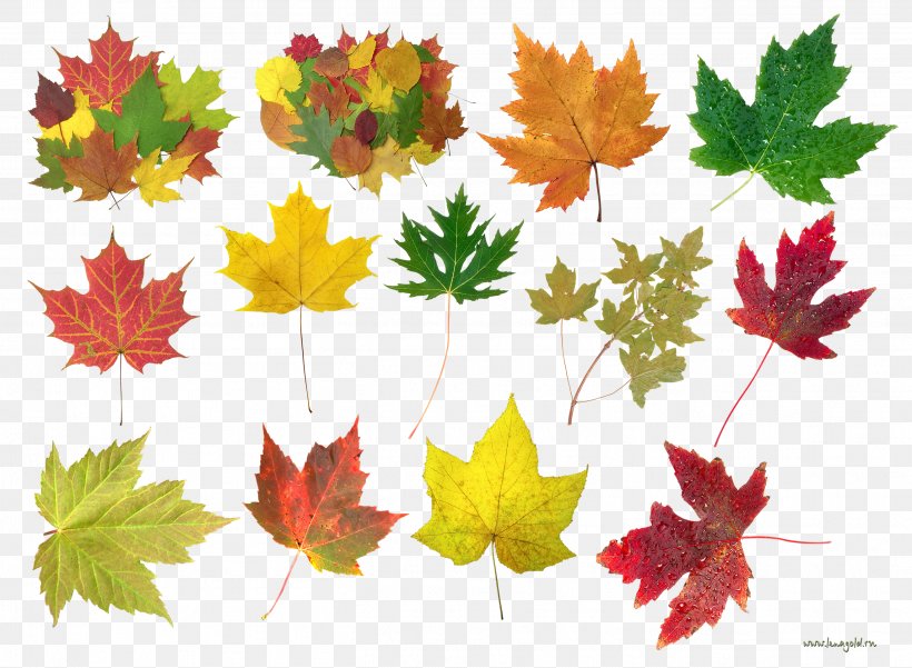Maple Leaf Autumn, PNG, 2629x1928px, Maple Leaf, Autumn, Autumn Leaf Color, Comparazione Di File Grafici, Deciduous Download Free