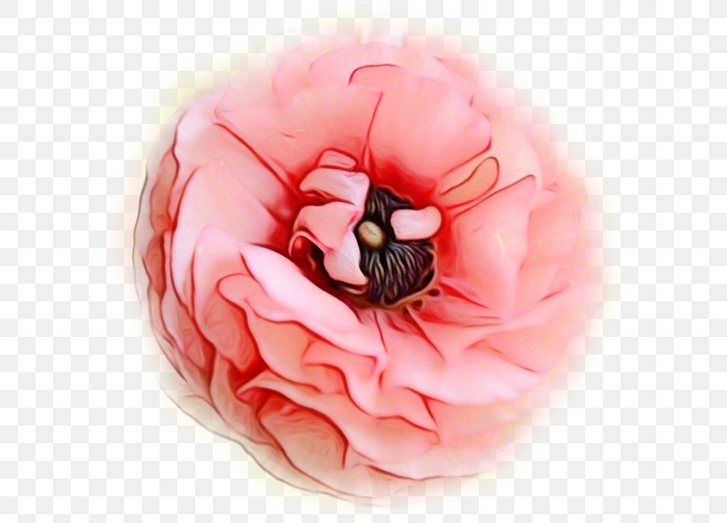 Pink Flower Cartoon, PNG, 605x590px, Pink M, Closeup, Flower, Lips, Peach Download Free