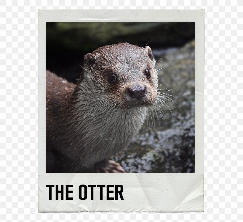 Sea Otter North American River Otter Eurasian Otter Asian Small-clawed Otter Giant Otter, PNG, 640x747px, Sea Otter, Animal, Animal Sauvage, Asian Smallclawed Otter, Carnivoran Download Free