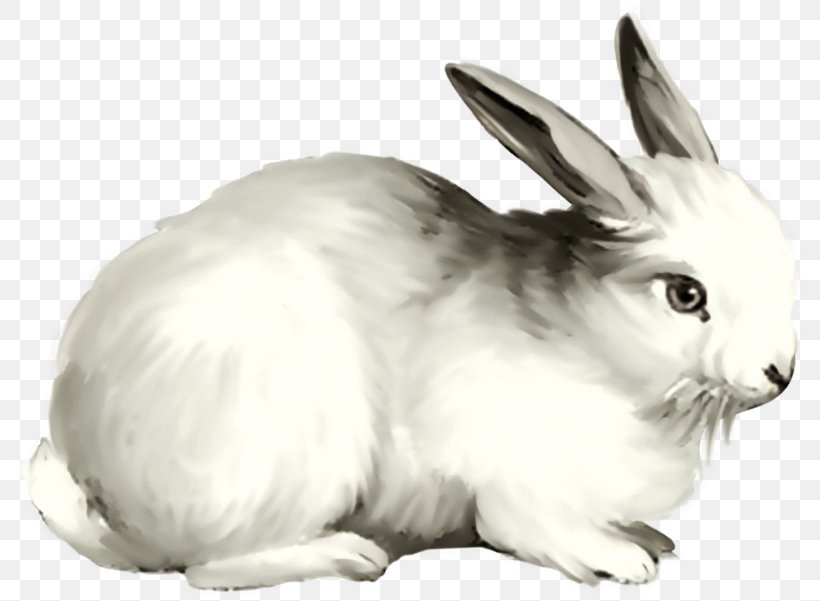 Baby Cartoon, PNG, 800x601px, Hare, Angora Rabbit, Animal, Animal Figure, Arctic Hare Download Free