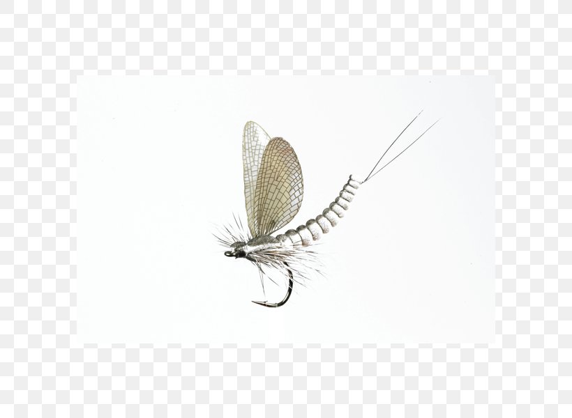 Mayfly J'son Insect Flight Fly Fishing, PNG, 600x600px, Mayfly, Flight, Fly, Fly Fishing, Insect Download Free