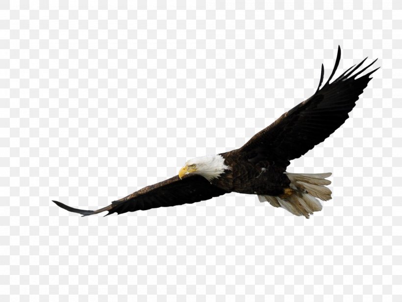 Pocono Mountains Elk Hill Bird Of Prey Bald Eagle, PNG, 2000x1500px, Pocono Mountains, Accipitriformes, Animal, Bald Eagle, Beak Download Free