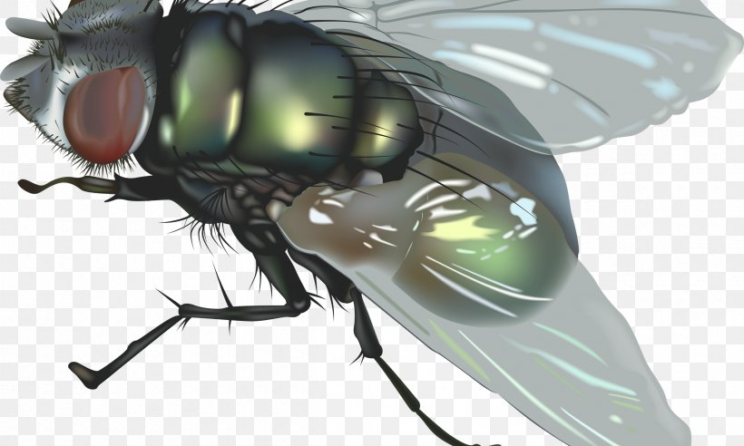 Clip Art Image Illustration Vector Graphics, PNG, 2400x1440px, Royaltyfree, Arthropod, Black Fly, Blister Beetles, Blowflies Download Free
