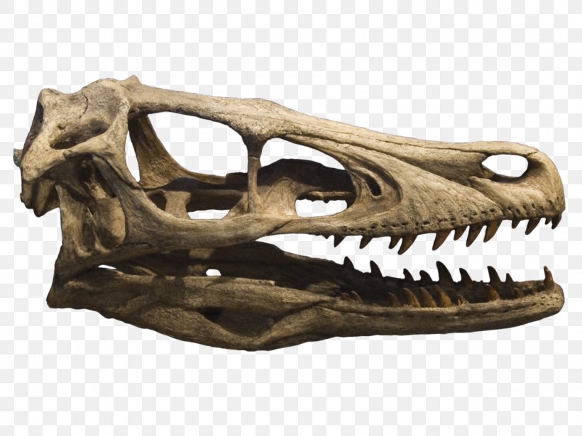 Velociraptor Deinonychus Tyrannosaurus Achillobator Late Cretaceous, PNG, 1280x960px, Velociraptor, Achillobator, Bone, Carnivore, Claw Download Free
