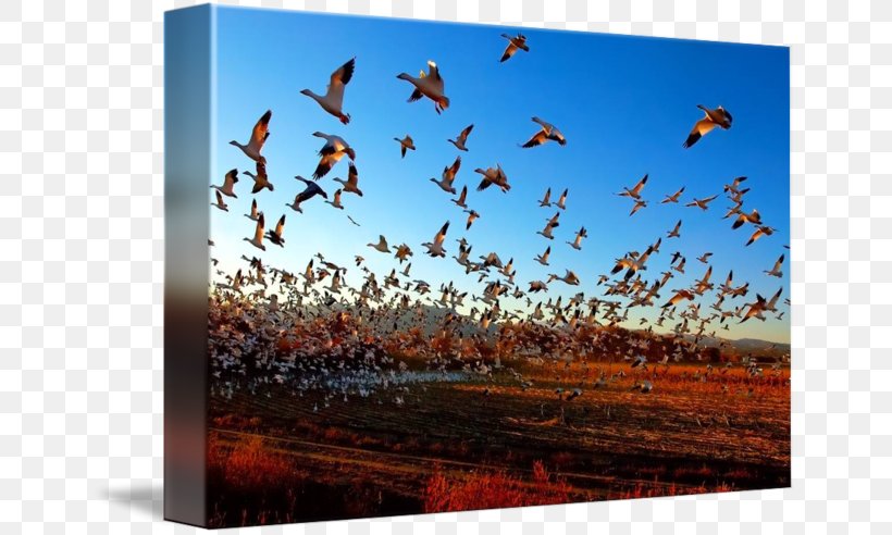 Bird Migration Snow Goose Science, PNG, 650x492px, Bird, Animal, Animal Migration, Arctic Tern, Beak Download Free