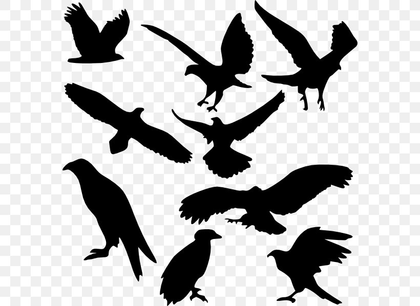 Bird Silhouette Clip Art, PNG, 576x598px, Bird, Art, Beak, Bird Flight, Black And White Download Free