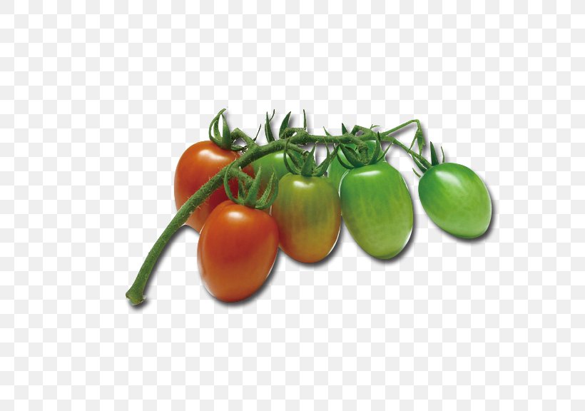 Cherry Tomato Bush Tomato Vegetable Food Fruit, PNG, 576x576px, Cherry Tomato, Auglis, Bush Tomato, Cherry, Diet Food Download Free
