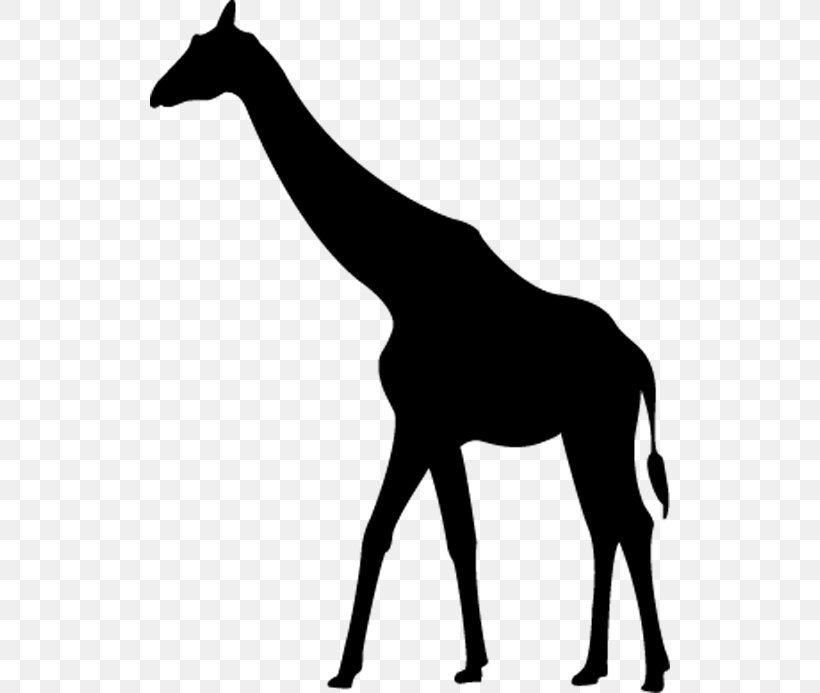 Giraffe Silhouette Clip Art, PNG, 520x693px, Giraffe, Animal, Black, Black And White, Colt Download Free