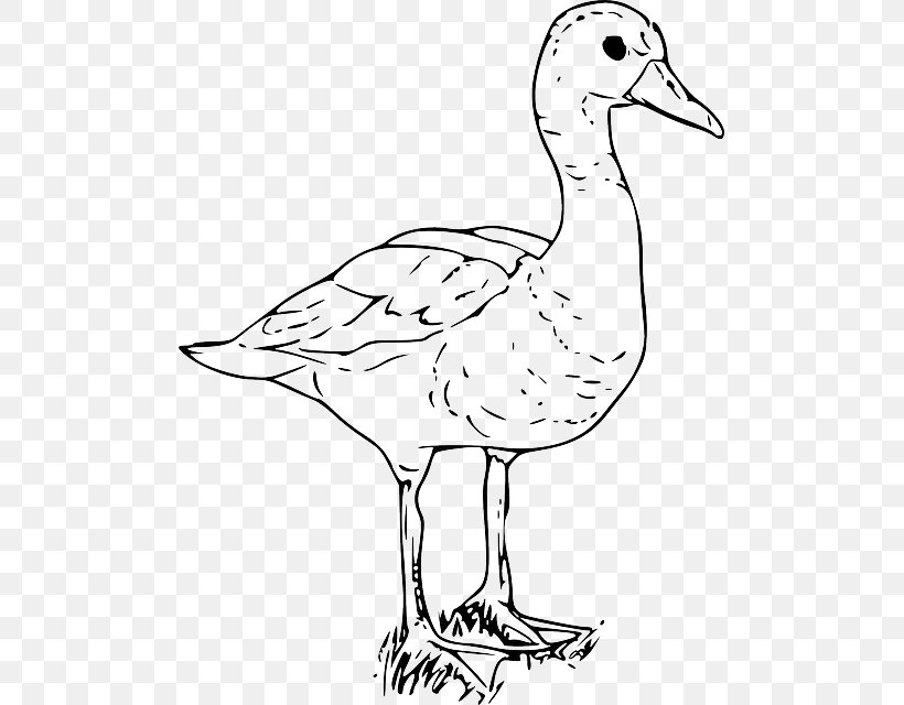 Duck American Pekin Goose Clip Art, PNG, 495x640px, Duck, American Pekin, Animal, Art, Artwork Download Free