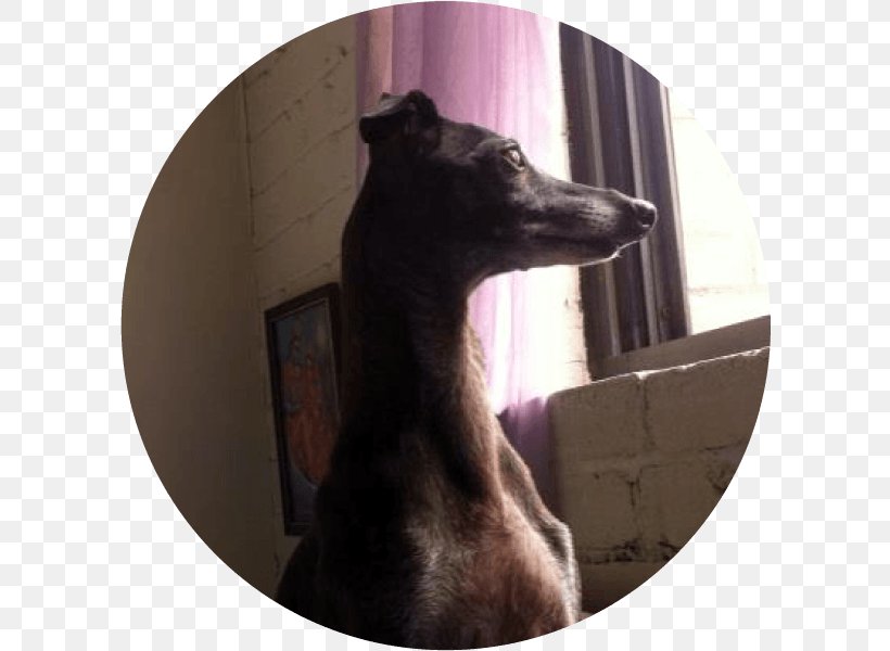 Italian Greyhound Whippet Dog Breed Snout, PNG, 600x600px, Italian Greyhound, Breed, Dog, Dog Breed, Dog Like Mammal Download Free