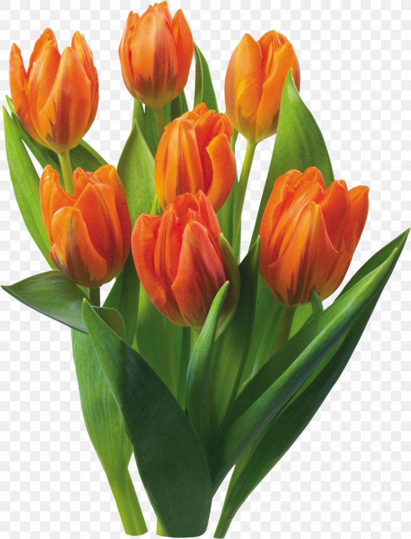 Tulip Flowering Bulbs Flowering Bulbs Hyacinth, PNG, 976x1280px, Tulip, Bud, Bulb, Computer, Cut Flowers Download Free