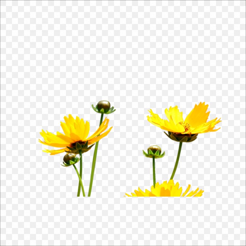 Yellow Flower Petal, PNG, 1773x1773px, Yellow, Calendula, Daisy, Daisy Family, Designer Download Free