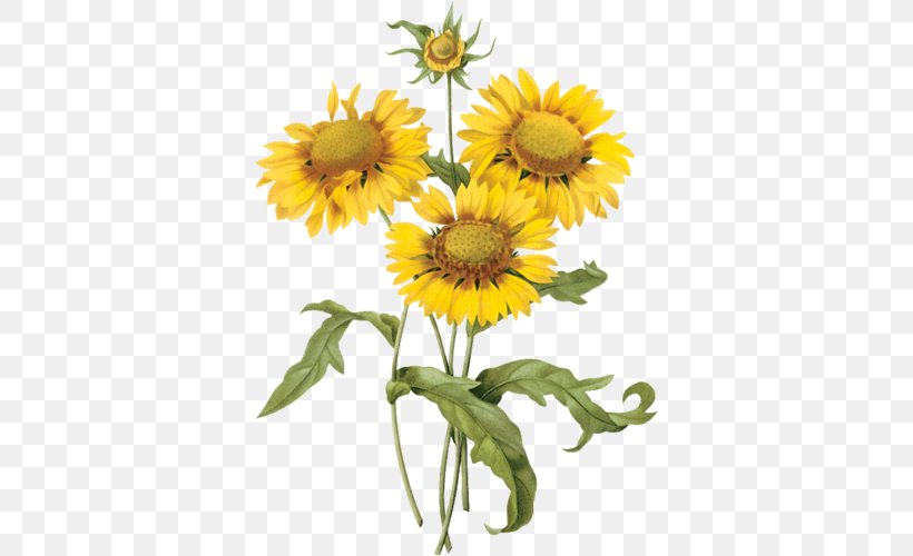 Botanical Illustration Common Sunflower Art Botany, PNG, 362x500px, Botanical Illustration, Art, Blanket Flowers, Botany, Chrysanths Download Free