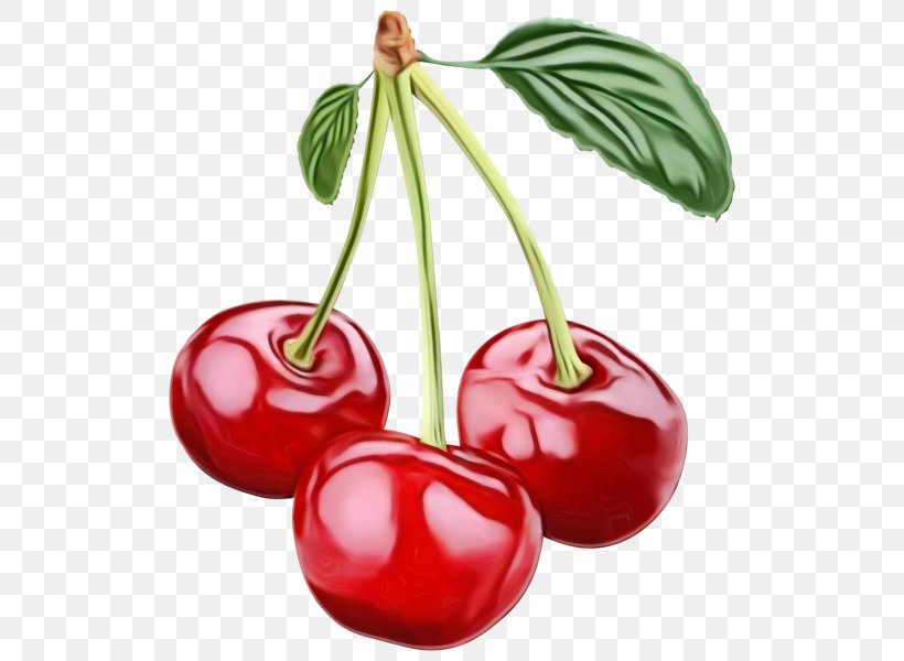 Cherry Plant Fruit Natural Foods Food, PNG, 530x600px, Watercolor, Cherry, Flowering Plant, Food, Fruit Download Free