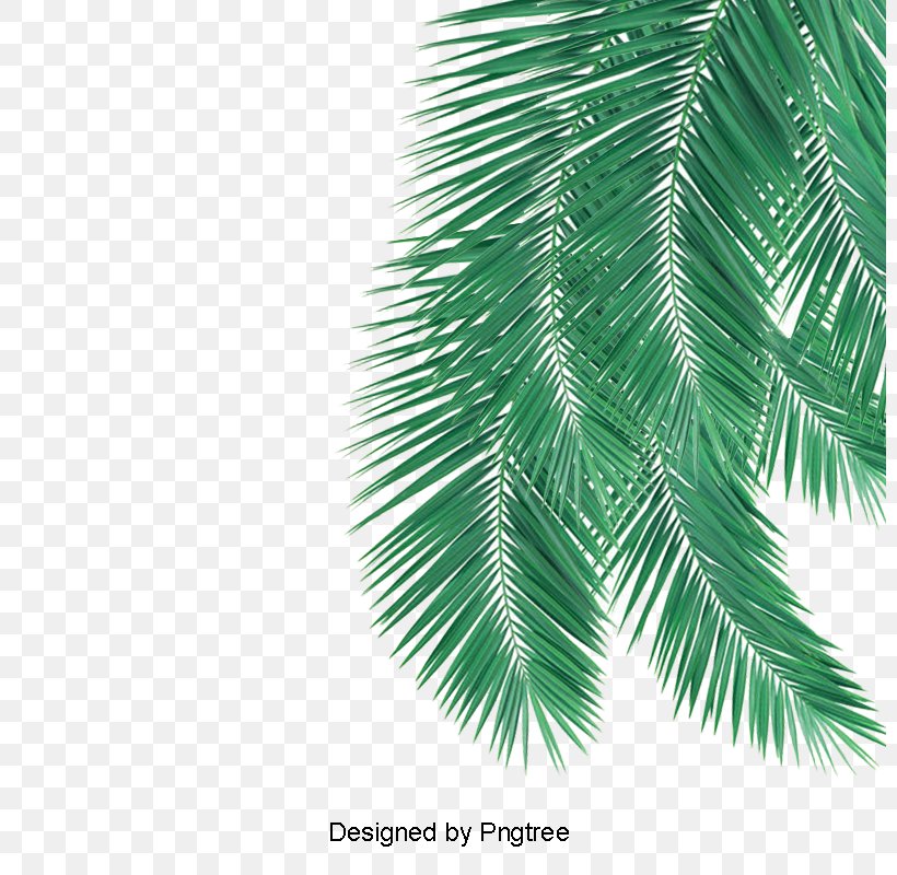 Palm Trees Leaf Image Fir, PNG, 800x800px, Palm Trees, Arecales, Branch, Coconut, Conifer Download Free