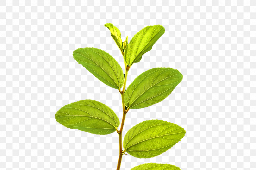 Leaf Plant Stem Herbal Medicine Herb Tree, PNG, 1920x1280px, Leaf, Biology, Herb, Herbal Medicine, Plant Stem Download Free
