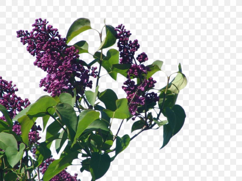 Shrub Common Lilac Herb, PNG, 1032x774px, Shrub, Branch, Common Lilac, Flower, Herb Download Free