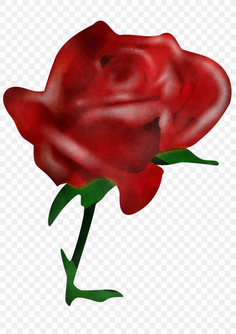 Garden Roses, PNG, 999x1413px, Red, Flower, Garden Roses, Hybrid Tea Rose, Petal Download Free