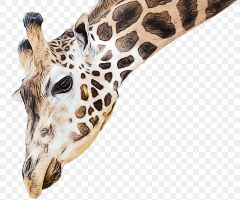 Giraffe Giraffidae Terrestrial Animal Wildlife Head, PNG, 1000x836px, Watercolor, Animal Figure, Fawn, Giraffe, Giraffidae Download Free