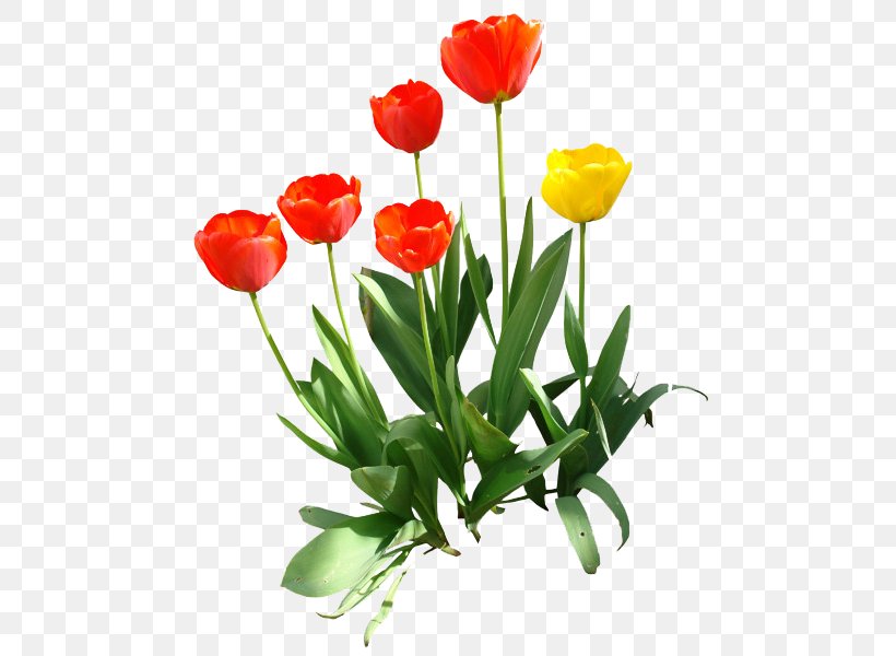 Indira Gandhi Memorial Tulip Garden Clip Art, PNG, 486x600px, Indira Gandhi Memorial Tulip Garden, Cut Flowers, Floral Design, Floristry, Flower Download Free