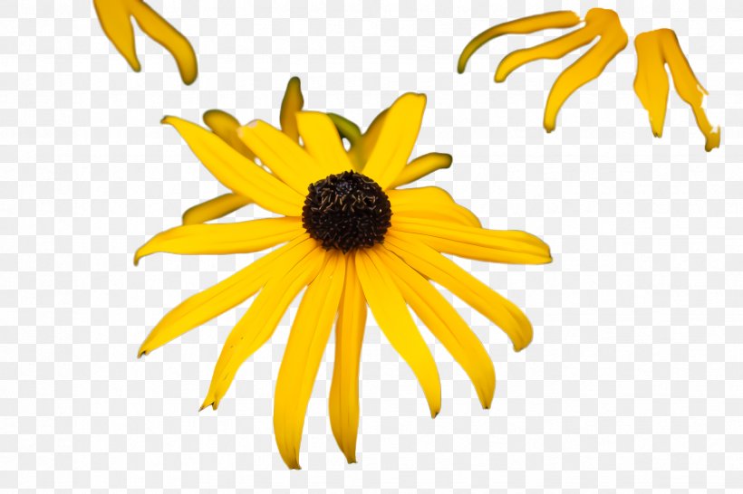 Sunflower, PNG, 2448x1632px, Yellow, Blackeyed Susan, Flower, Flowering Plant, Jerusalem Artichoke Download Free
