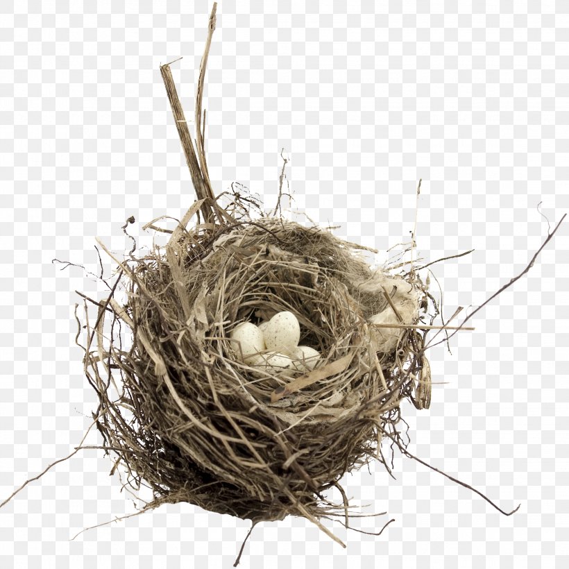 Bird Nest Egg, PNG, 2236x2238px, Bird, Bird Egg, Bird Nest, Branch, Clutch Download Free