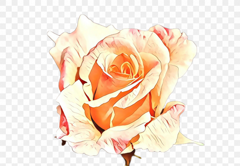 Garden Roses, PNG, 2400x1668px, Garden Roses, Floribunda, Flower, Hybrid Tea Rose, Orange Download Free