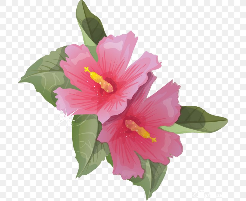 Shoeblackplant Clip Art, PNG, 700x671px, Shoeblackplant, Annual Plant, Chinese Hibiscus, Common Hibiscus, Drawing Download Free