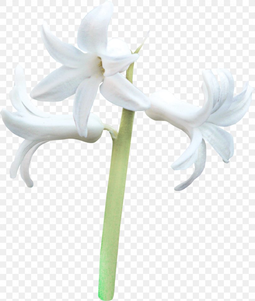 Centerblog Cut Flowers Amaryllis, PNG, 1085x1280px, Centerblog, Amaryllis, Amaryllis Belladonna, Amaryllis Family, Blog Download Free