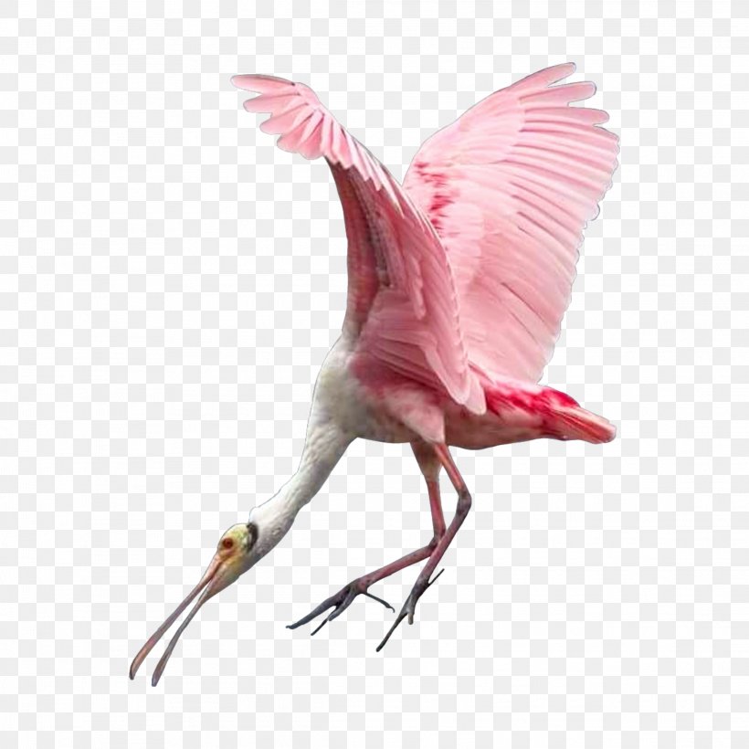 Flamingos Water Bird Beak, PNG, 2289x2289px, Flamingos, Animal, Beak, Bird, Bird Flight Download Free