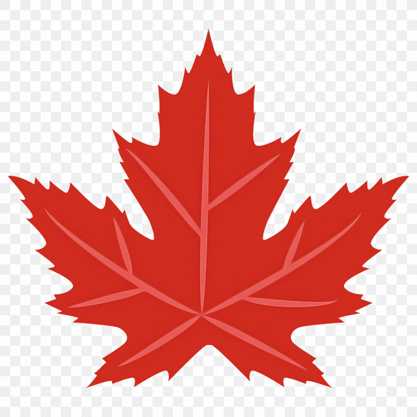 Maple Leaf Autumn Leaf Fall Leaf, PNG, 1200x1200px, Maple Leaf, Autumn Leaf, Black Maple, Deciduous, Fall Leaf Download Free