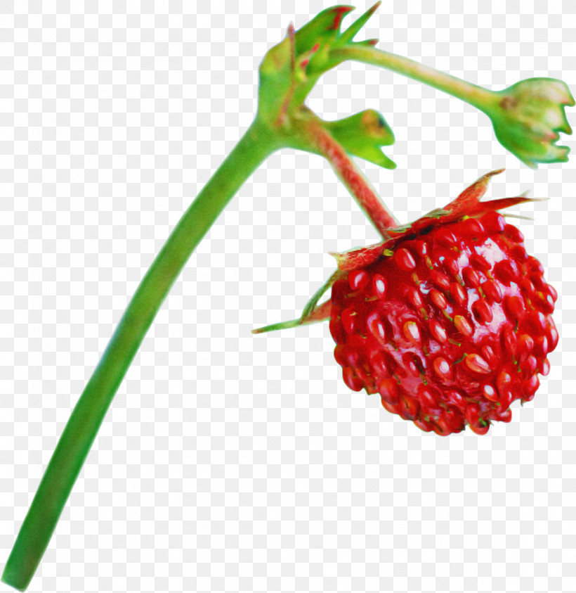 Plant Berry Natural Foods Fruit Accessory Fruit, PNG, 1181x1215px, Plant, Accessory Fruit, Alpine Strawberry, Berry, Flower Download Free