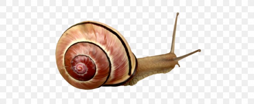 Snail Orthogastropoda Escargot Clip Art, PNG, 1000x413px, Snail, Escargot, Gastropods, Invertebrate, Molluscs Download Free
