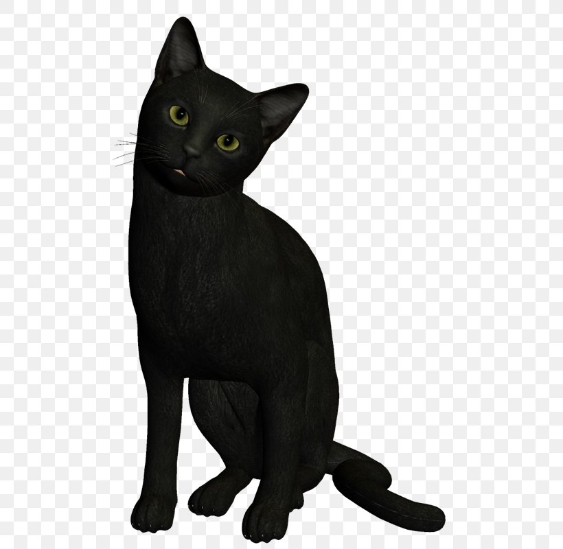 Bombay Cat Burmese Cat Havana Brown Korat Black Cat, PNG, 550x800px, Bombay Cat, Asian, Black, Black Cat, Bombay Download Free