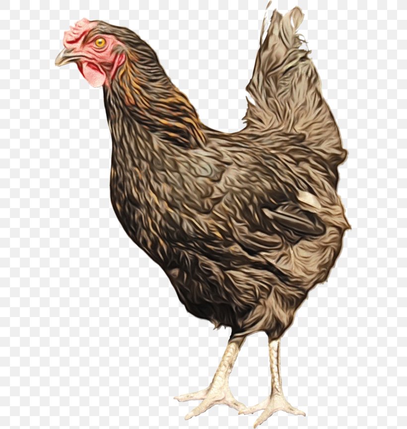 Chicken Cartoon, PNG, 600x866px, Rooster, Beak, Bird, Chicken, Comb Download Free