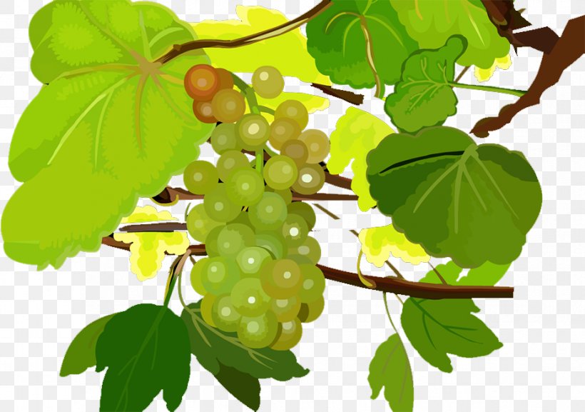 Grape Seedless Fruit Food, PNG, 929x654px, Grape, Branch, Co Cou90fdu53ef, Food, Fruit Download Free