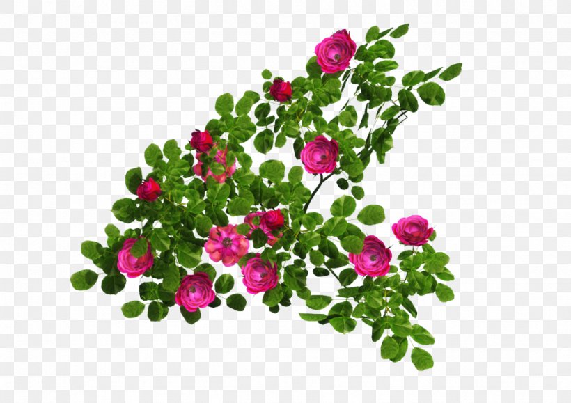 Rose Shrub Clip Art, PNG, 1024x724px, Rose, Annual Plant, Flora, Floral Design, Flower Download Free