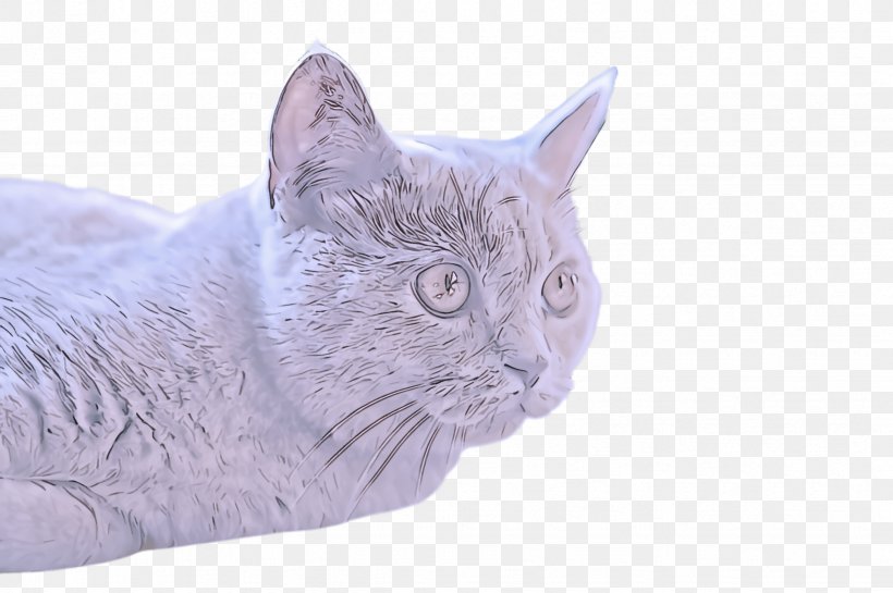 Cat Small To Medium-sized Cats Whiskers British Shorthair Domestic Short-haired Cat, PNG, 2452x1632px, Cat, British Shorthair, Domestic Shorthaired Cat, Small To Mediumsized Cats, Whiskers Download Free
