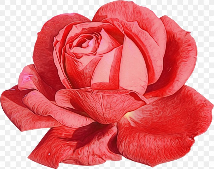 Garden Roses, PNG, 1200x950px, Watercolor, Cut Flowers, Floribunda, Flower, Garden Roses Download Free