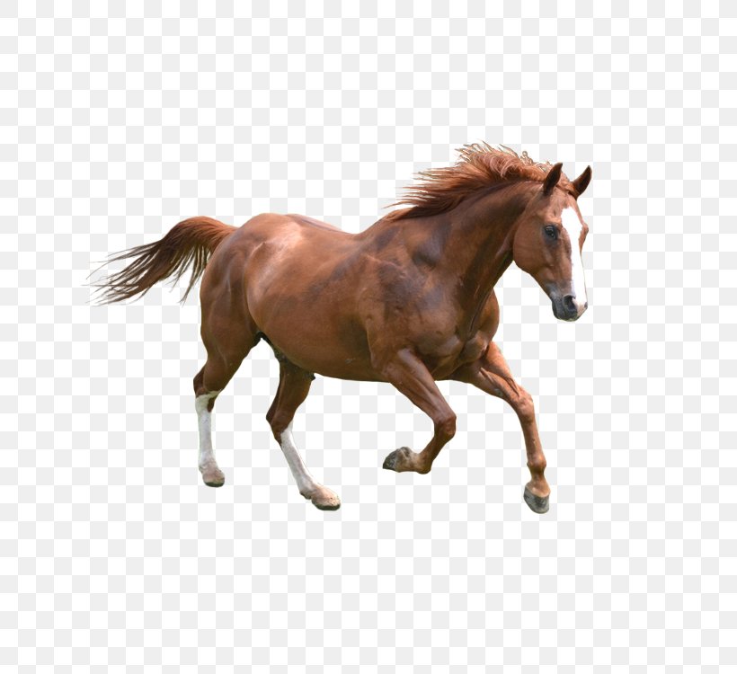 Horse Dog Pet Icon, PNG, 750x750px, Horse, Allegro, Bridle, Colt, Computer Network Download Free