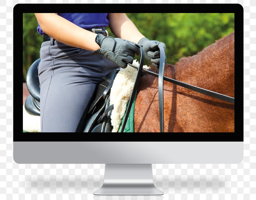 Horse Training Equestrian Stock Photography Royalty-free, PNG, 800x640px, Horse, Bridle, Collection, Dressage, English Riding Download Free
