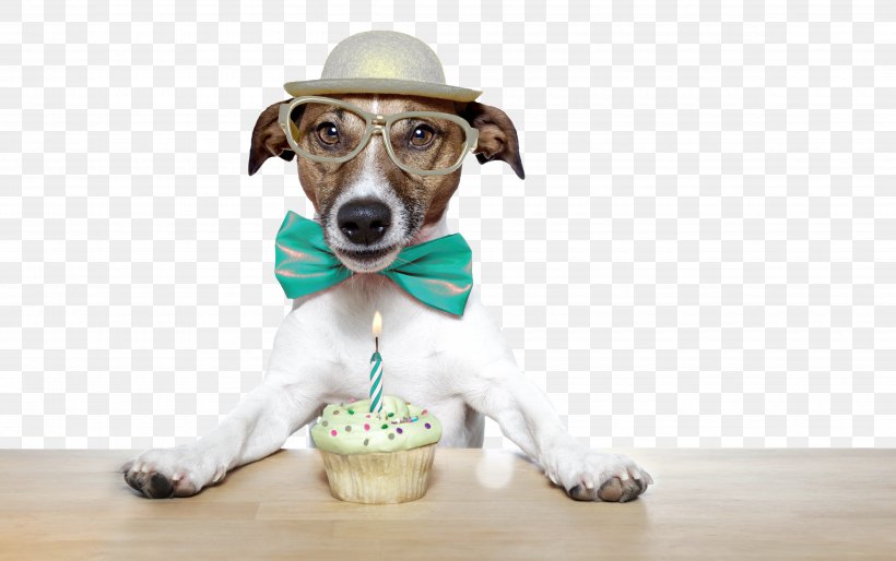 Jack Russell Terrier Puppy Birthday Cake Stock Photography Royalty-free, PNG, 4800x3012px, Jack Russell Terrier, Alamy, Birthday, Birthday Cake, Can Stock Photo Download Free