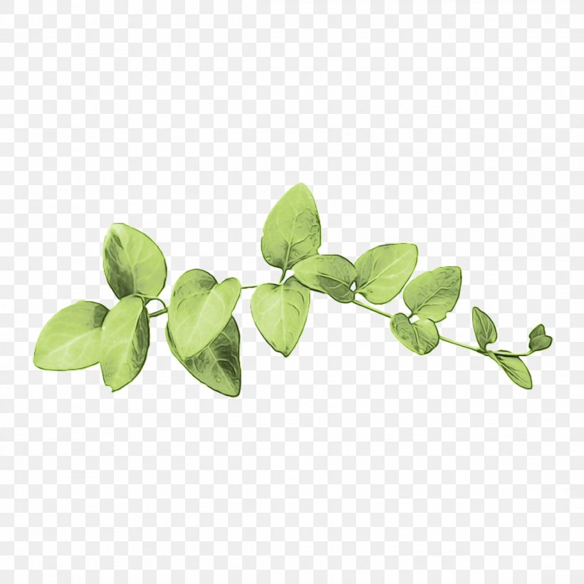 Leaf Branch, PNG, 2289x2289px, Branch, Flower, Herb, Hypericum, Leaf Download Free