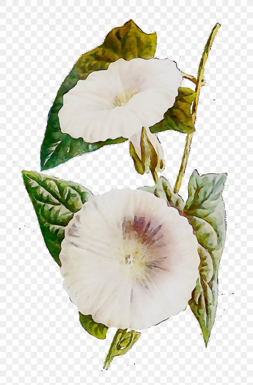 Mallows Annual Plant Herbaceous Plant Daturas, PNG, 1178x1792px, Mallows, Annual Plant, Botany, Daturas, Flower Download Free