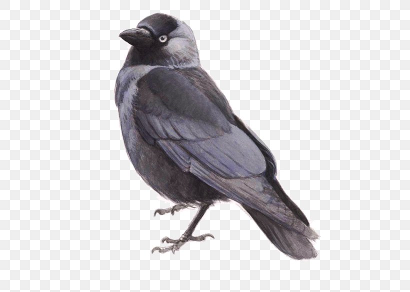 Bird De Kauwentuin Rook De Zilvermeeuw House Sparrow, PNG, 600x584px, Bird, American Crow, Beak, Bird Of Prey, Birdlife Netherlands Download Free