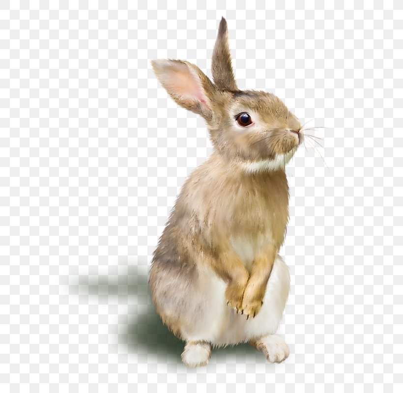 Domestic Rabbit TIFF, PNG, 618x800px, Rabbit, Domestic Rabbit, Fauna, Hare, Image File Formats Download Free