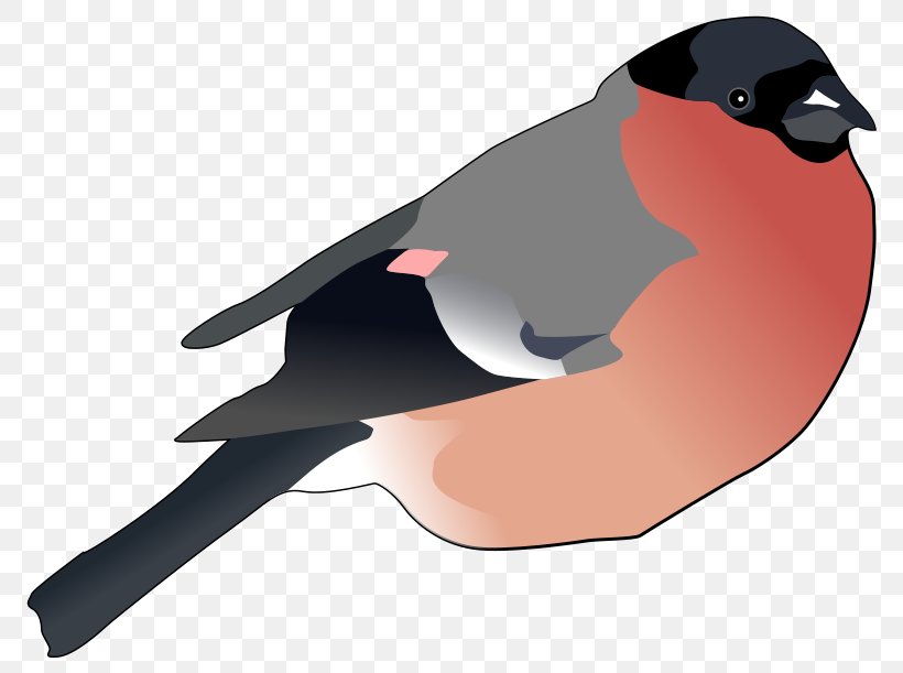 Finch Clip Art, PNG, 800x611px, Finch, Beak, Bird, Blog, Drawing Download Free