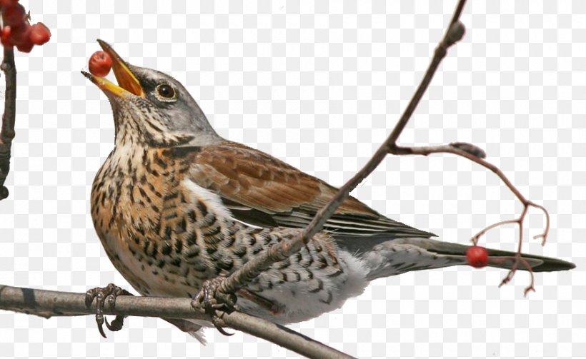 Finches Bird Feeders Sparrow Fieldfare, PNG, 900x553px, Finches, Beak, Bird, Bird Feeders, Bird Migration Download Free