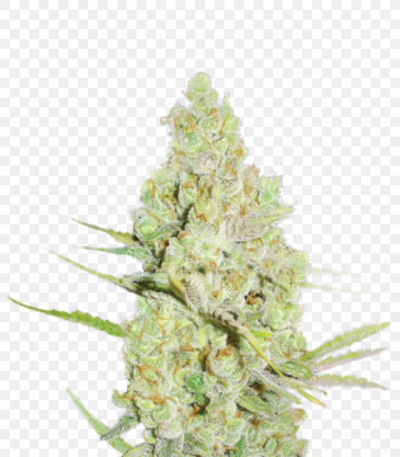 Grow Shop Medical Cannabis Seed Bank, PNG, 1400x1600px, Grow Shop, Bank, Cannabidiol, Cannabis, Cannabis Cultivation Download Free