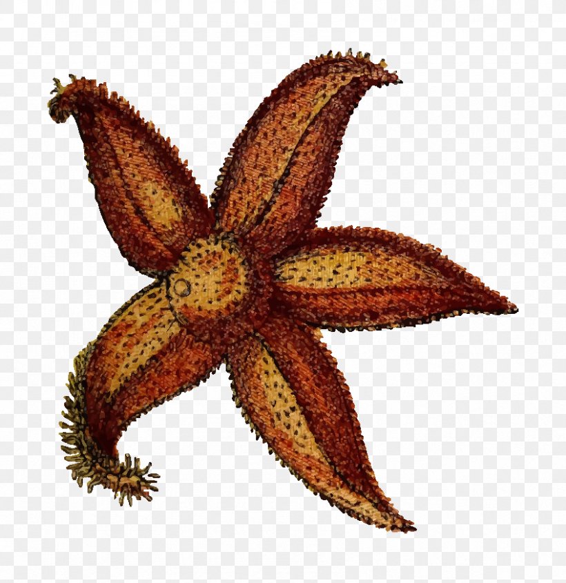 Starfish Echinoderm Clip Art, PNG, 847x873px, Starfish, Echinoderm, Invertebrate, Marine Invertebrates, Organism Download Free